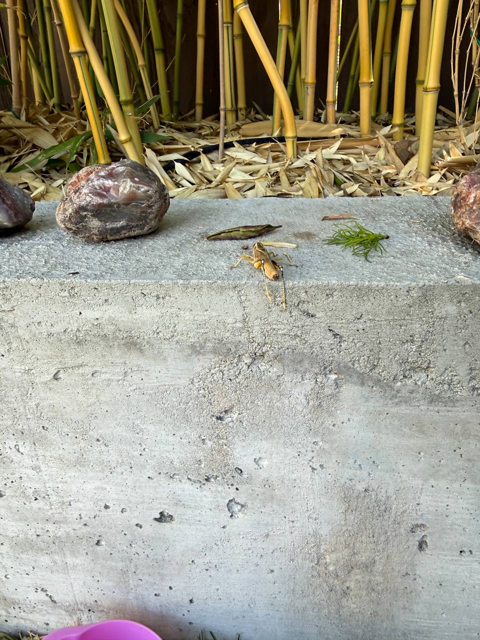 A grasshopper on a concrete garden wall between bamboo stalks and large rocks